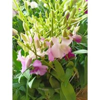 Com bo 2 cây LAN DENDRO ĐỦ MÀU, CÂY GIỐNG SẮP RA HOA, VÔ CÙNG KHỎE ĐẸP, GIÁ SIÊU RẺ