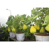 COM BO 2 CÂY PHẬT THỦ - QỦA ĐẸP - Ý NGHĨA - CÂY GIỐNG GIÁ TRỊ KINH TẾ CAO + Tặng 02 cây nhót ngọt