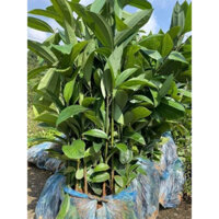 COM BO  20 CÂY QUẾ GIỐNG CÂY LẤY VỎ LÀM GIA VỊ