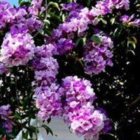 COM BO 3 Cây hoa Lan Tỏi-lan leo tỏi tím. bầu giống, giá rẻ + Tặng 02 cây nhót ngọt