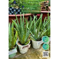 Combo 05kg bẹ + 10 cây nha đam Mỹ(tách bầu), vừa thưởng thức, vừa được trồng trọt giống Mỹ này.