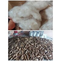 COMBO 1 KG BÔNG GÒN TỰ NHIÊN + 1 RUỘT ÁO NHỒI GÒN 50X70 KATE TRẮNG XỊN CÓ DÂY KÉO