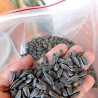 combo 1 kg hạt giống hoa hướng dương