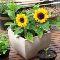 Combo 1 lạng hạt giống hoa hướng dương lùn vàng