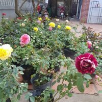 Combo 10 bầu cây hoa hồng ngoại các loại