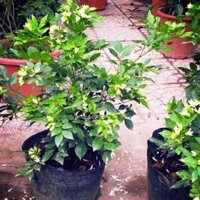 COMBO 10 BẦU CÂY NGUYỆT QUẾ GIỐNG SIÊU ĐẸP, HOA SIÊU THƠM
