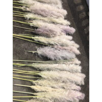 combo 10 bông Bông Cỏ Lau Trang Trí Màu KEM  Cỡ 80-100cm HN01