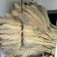 Combo 10 bông cỏ lau xám khô decor.lau xám xù tự nhiên trang trí nhà cửa.phim trường tiệc cưới sự kiện.salon spa