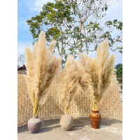 Combo 10 cành lau trắng, cỏ lau khô, hoa trang trí decor nhà cửa, sự kiện, studio