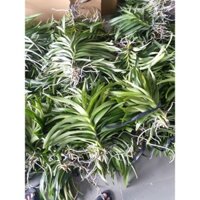 combo 10 cây (20cm-30cm) lan giống mokara nhiều màu