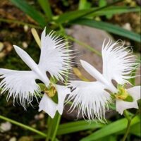 Combo 10 cây bạch hạc