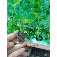 (Combo 10 cây )Cây Giống Dâu Tây Cáy Mô Chịu Nhiệt ( Bạch Tuyết )