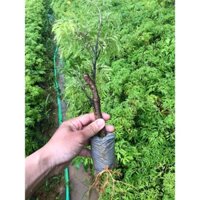 COMBO 10 CÂY ĐINH LĂNG GIỐNG lá trung . [ GIỐNG chuẩn cấy siêu khỏe ] (Hoàn Xu xtra + ...)