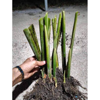 combo 10 cây dong  giống  lấy lá gói bánh chưng nướng thịt