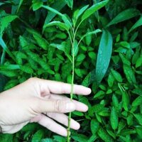 Combo 10 cấy dưa pepino vàng chuẩn hạt giống f1 bầu dễ trồng, nhanh thu hoạch