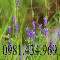 Combo 10 cây đuôi chuột giống. LOẠI 01