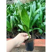 COMBO 10 CÂY GIỐNG CAU LÙN TỨ QUÝ [ GIỐNG CHUẨN CÂU LÙN ]