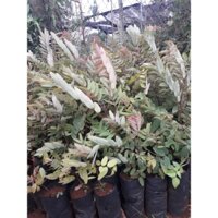 COMBO 10 CÂY GIỐNG CÂY MUỒNG ĐEN. [ CÂY ĐẸP TƯƠI CAO HƠN 50 CM NHƯ HÌNH ] _)