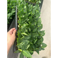 COMBO 10 CÂY GIỐNG CHUỐI GỒM CÁC GIỐNG CHUỐI TIÊU HỒNG , CHUỐI SÁP , CHUỐI TÂY