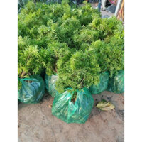 combo 10 cây giống Đinh Lăng lá nếp ( CÂY GIỐNG ĐỨC MẠNH)