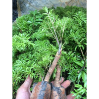 Combo 10 cây giống đinh lăng