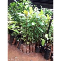 COMBO 10 CÂY GIỐNG GÁO VÀNG THÁI LAN- CÂY SIÊU KHỎE cao 1m [ TRỒNG LẤY GỖ HOẶC KINH TẾ ]. [ RẺ HƠN HOÀN TIỀN ] _)