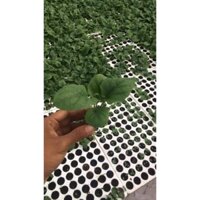 Combo 10 cây giống Hoa Đồng Tiền cấy mô thân cao đủ màu