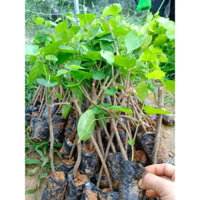 COMBO 10 CÂY GIỐNG HOA THIÊN LÝ CAO SẢN ( siêu hoa )