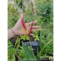 Combo 10 cây giống hoa Thiên điểu đỏ hay hoa chuối mỏ két