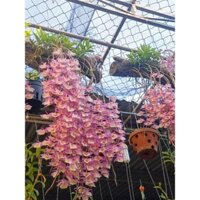 Combo 10 cây giống Lan Thiên Cung Lữ Bố đang có nụ hoa