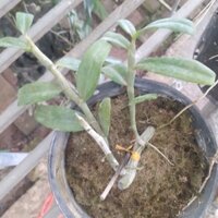 Combo 10 cây giống phong lan phi điệp hay giả hạc - Lanphoben