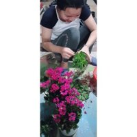 combo 10 cây giống sống đời thái kép đủ màu