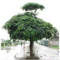 combo 10 Cây hoa sữa giống giao siêu nhanh (Cung cấp sỉ số lượng lớn các loại cây giống)