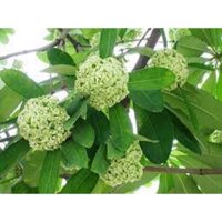 combo 10 Cây hoa sữa giống giao siêu nhanh  sản phẩm có bảo hành, được đồng kiểm, nhập mã Freeship extra