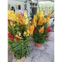 Combo 10 Cây Lan Giống Mokara Cao (30-40cm) 5 Màu:2Đỏ,2Vàng,2Tím,2Hồng,2Cam