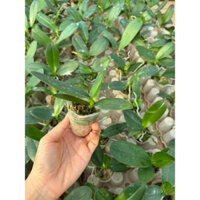 COMBO 10 CÂY LAN HỒ ĐIỆP GIỐNG HOA ĐẠI bầu nhỏ