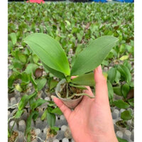 COMBO 10 CÂY LAN HỒ ĐIỆP GIỐNG HOA ĐẠI giá  bèo   (đã bật hoả tốc)