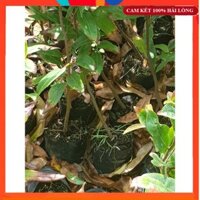 Combo 10 Cây Mai Vàng Quấn Rễ Cao 30-50cm