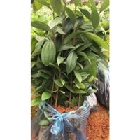 [COMBO 10 CÂY QUẾ GIỐNG] bầu rễ ổn định sống 100%