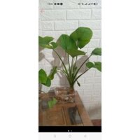 combo 10 cây thiên niên kiện