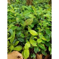 combo 10 cây trà xanh HÀNG CHUẨN - BAO ĐỔI TRẢ