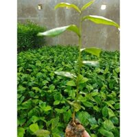 combo 10 cây trà xanh - Khu vườn xinh 689, Freeship extra+