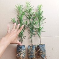 COMBO 10 CÂY TÙNG LA HÁN CAO 40-50CM
