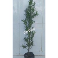 COMBO 10 CÂY TÙNG VẠN NIÊN CAO 60-70CM