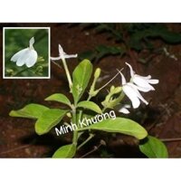 Combo 10 ch.ậ.u c.â.y bạch hạc, kiến cò -Vườn Minh Khương-xínhhop 009