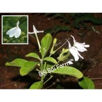 Combo 10 ch.ậ.u c.â.y bạch hạc, kiến cò -Bối Bối Farm