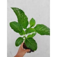 Combo 10 chậu cây cỏ đuôi chuột xanh tươi tốt-Minh Khương