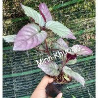 Combo 10  C.h.ậu Cây trà dr thanh (bán tự cảnh)-Minh Khương-xínhhop 009