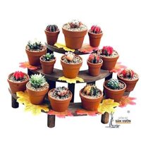 Combo 10 Chậu Gốm Đất Nung Dáng Ly Gờ Size Nhỏ – Chậu Trồng Sen Đá, Sân Vườn – Decor văn phòng