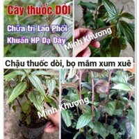 combo 10 chậu thuốc dòi, bọ mắm trị phổi, ho, viêm họng...-vườn thuốc nam Minh Khương